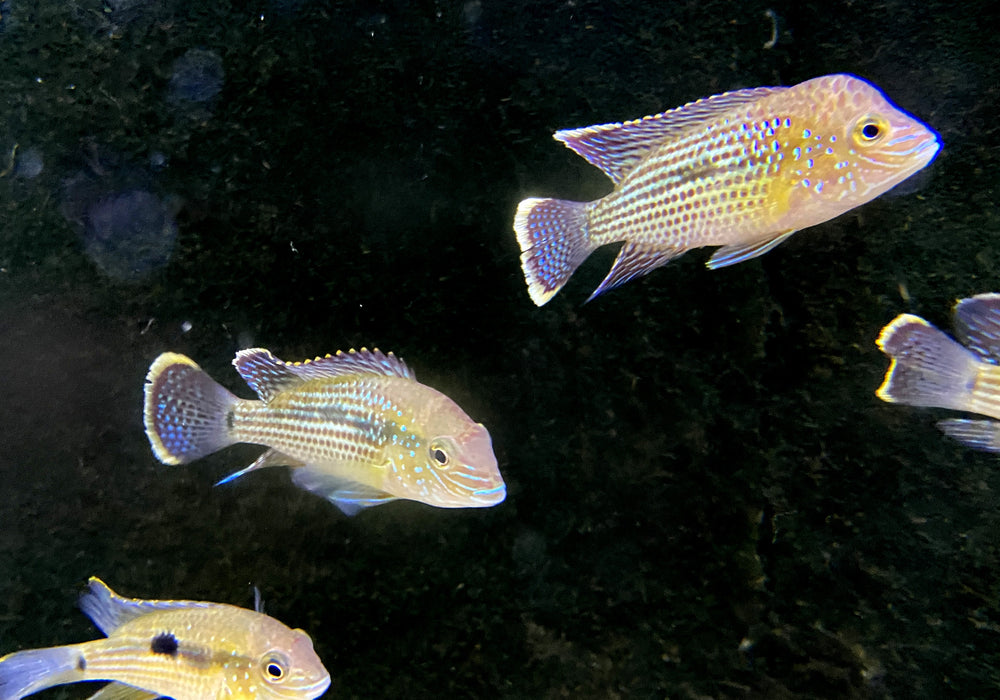 Goldsaumbuntbarsch - Aequidens rivulatus
