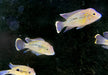 Goldsaumbuntbarsch - Aequidens rivulatus