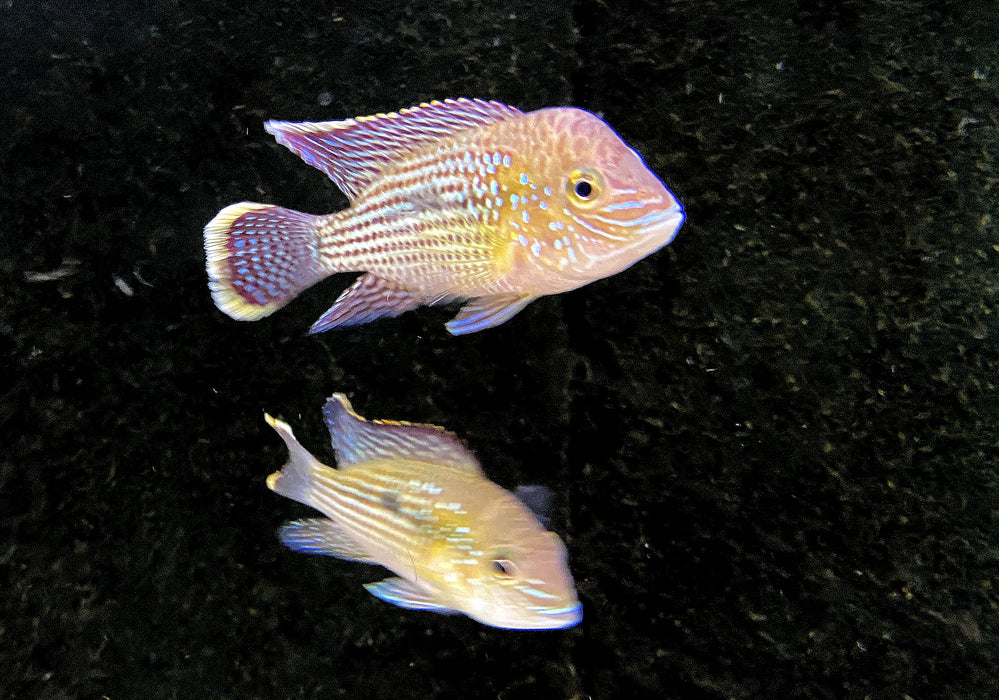 Goldsaumbuntbarsch - Aequidens rivulatus
