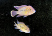 Goldsaumbuntbarsch - Aequidens rivulatus