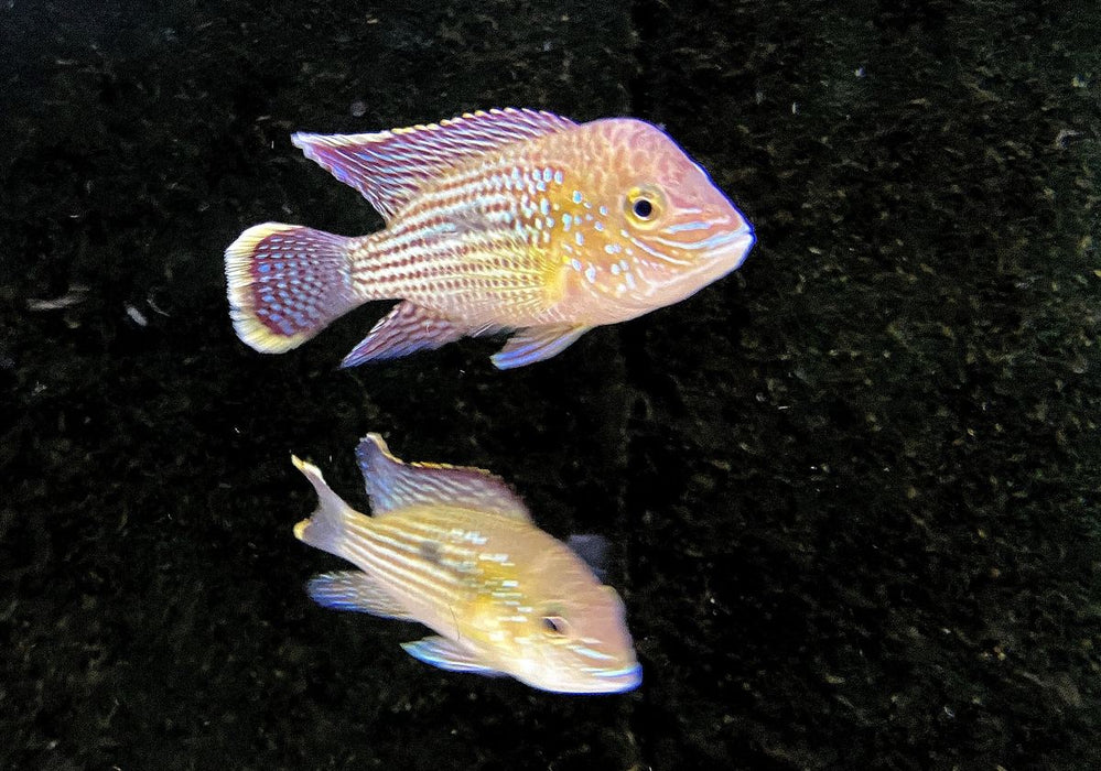 Goldsaumbuntbarsch - Aequidens rivulatus