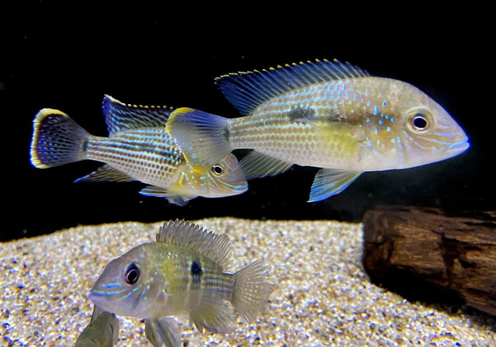 Goldsaumbuntbarsch - Aequidens rivulatus