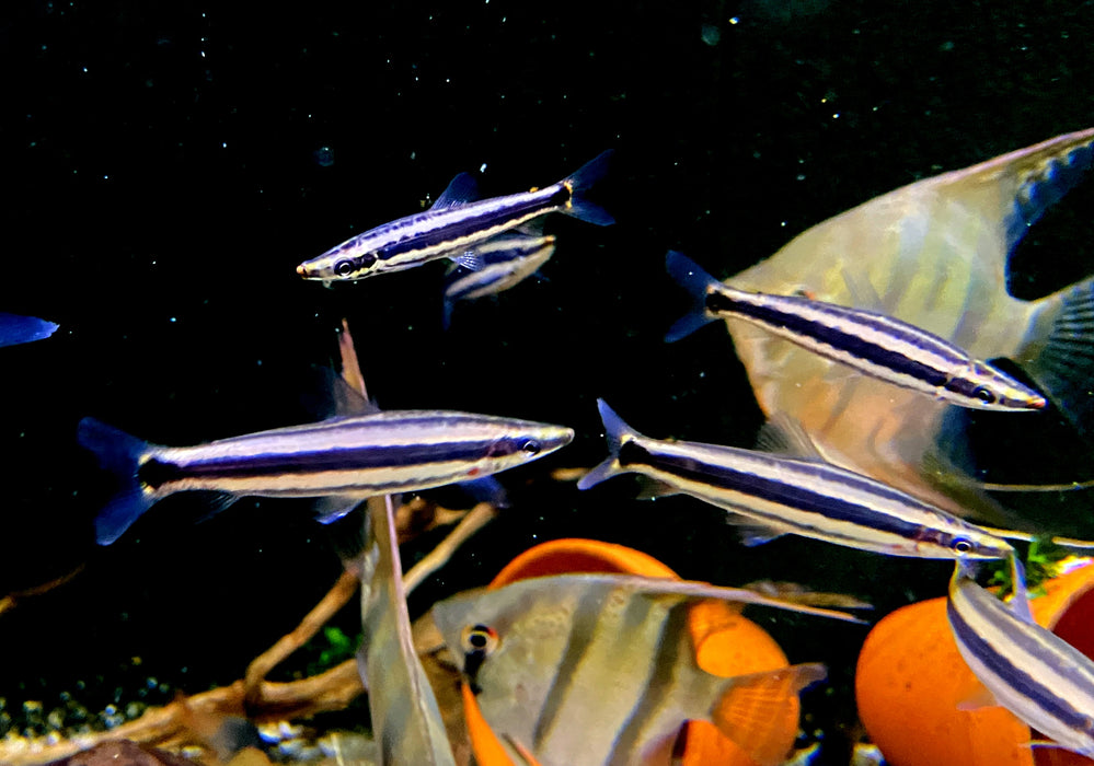 Goldstreifen-Kopfsteher - Anostomus ternetzi