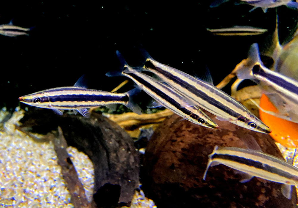 Goldstreifen-Kopfsteher - Anostomus ternetzi