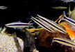 Goldstreifen-Kopfsteher - Anostomus ternetzi