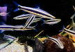 Goldstreifen-Kopfsteher - Anostomus ternetzi