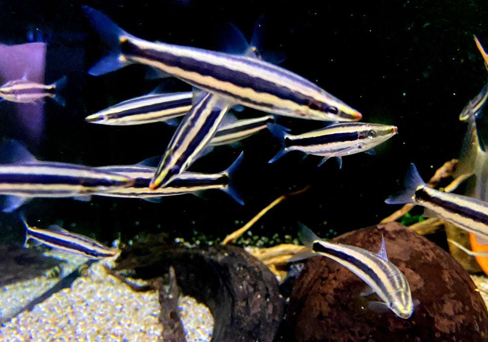 Goldstreifen-Kopfsteher - Anostomus ternetzi