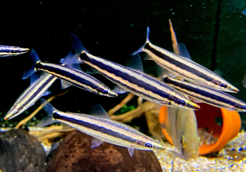 Goldstreifen-Kopfsteher - Anostomus ternetzi