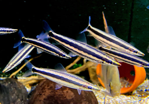 Goldstreifen-Kopfsteher - Anostomus ternetzi