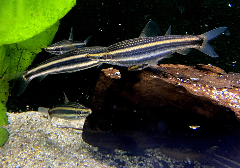 Goldstreifen-Kopfsteher (XL) - Anostomus ternetzi