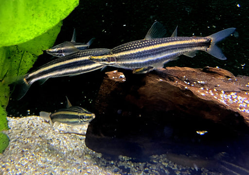 Goldstreifen-Kopfsteher (XL) - Anostomus ternetzi