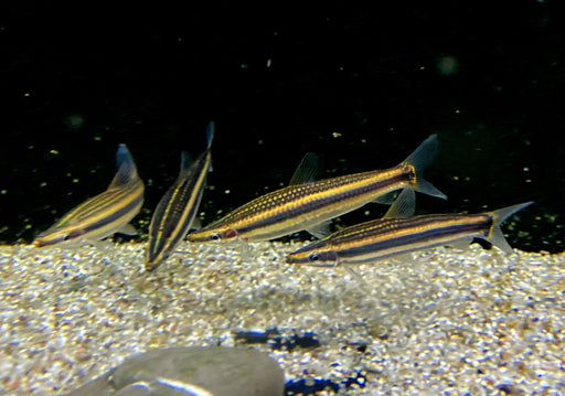 Goldstreifen-Kopfsteher (XL) - Anostomus ternetzi