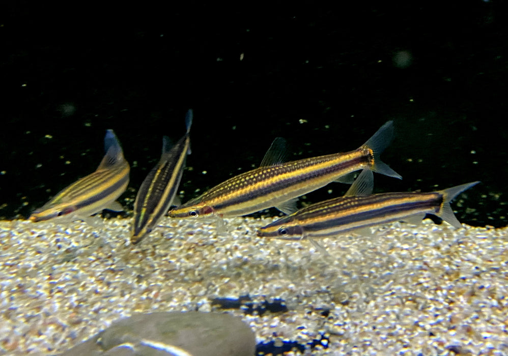 Goldstreifen-Kopfsteher (XL) - Anostomus ternetzi