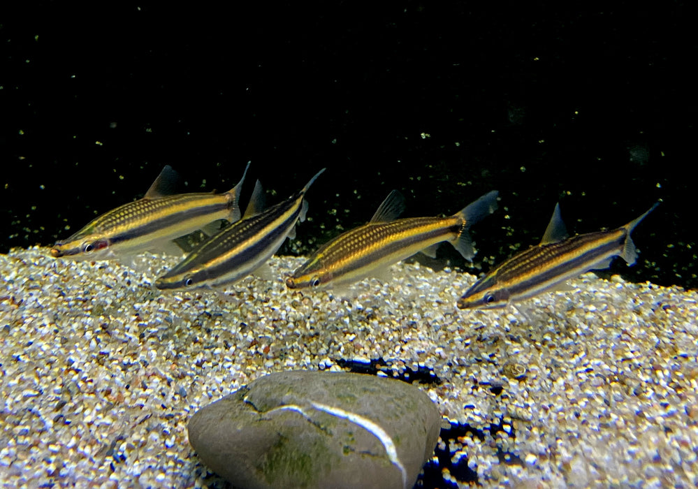 Goldstreifen-Kopfsteher (XL) - Anostomus ternetzi