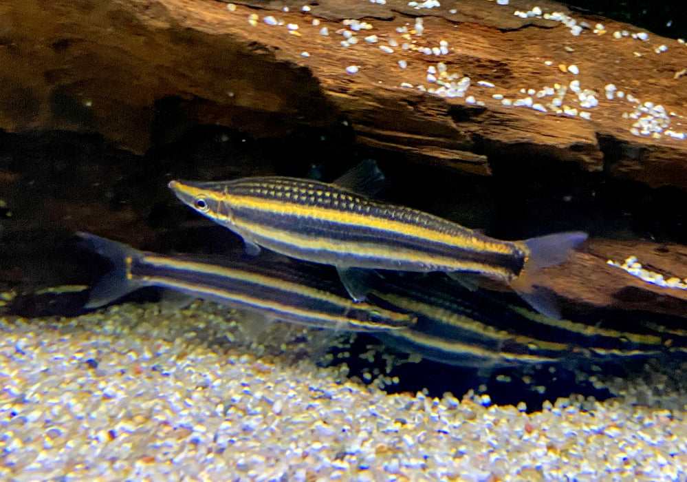 Goldstreifen-Kopfsteher (XL) - Anostomus ternetzi