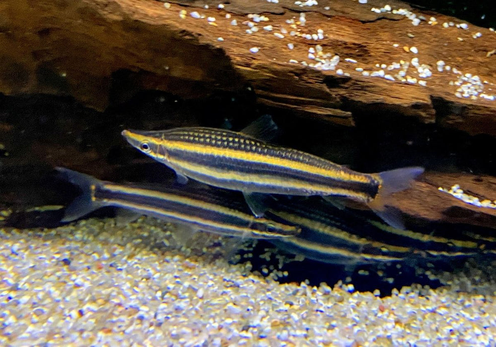 Goldstreifen-Kopfsteher (XL) - Anostomus ternetzi
