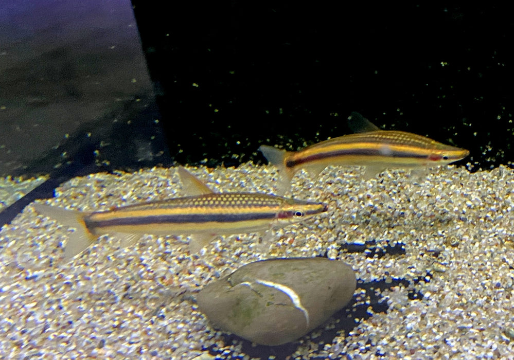 Goldstreifen-Kopfsteher (XL) - Anostomus ternetzi