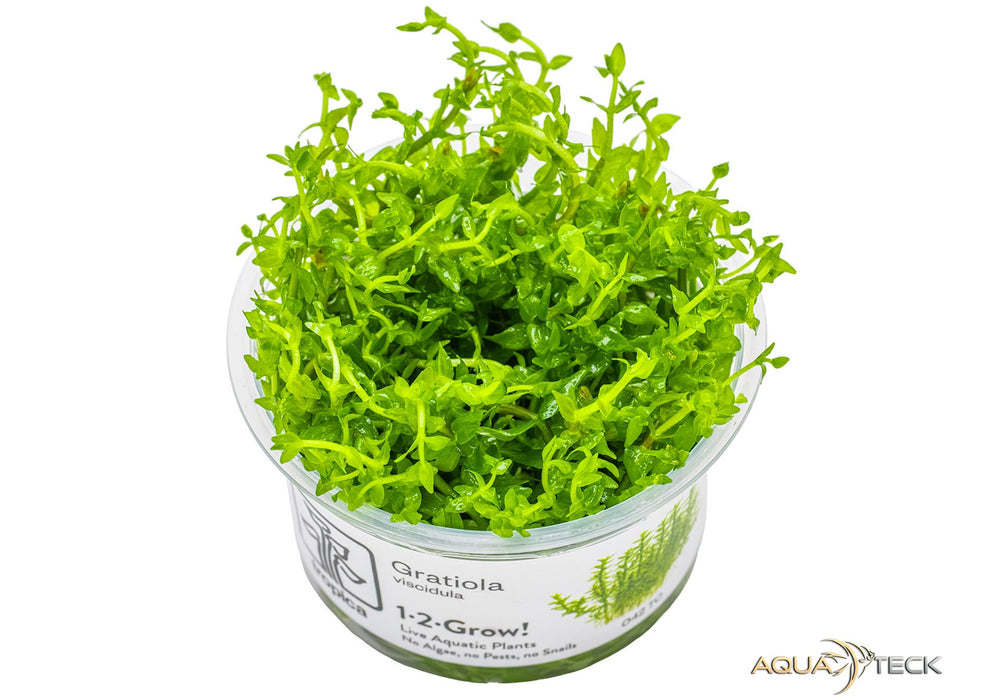 Gratiola viscidula (InVitro)
