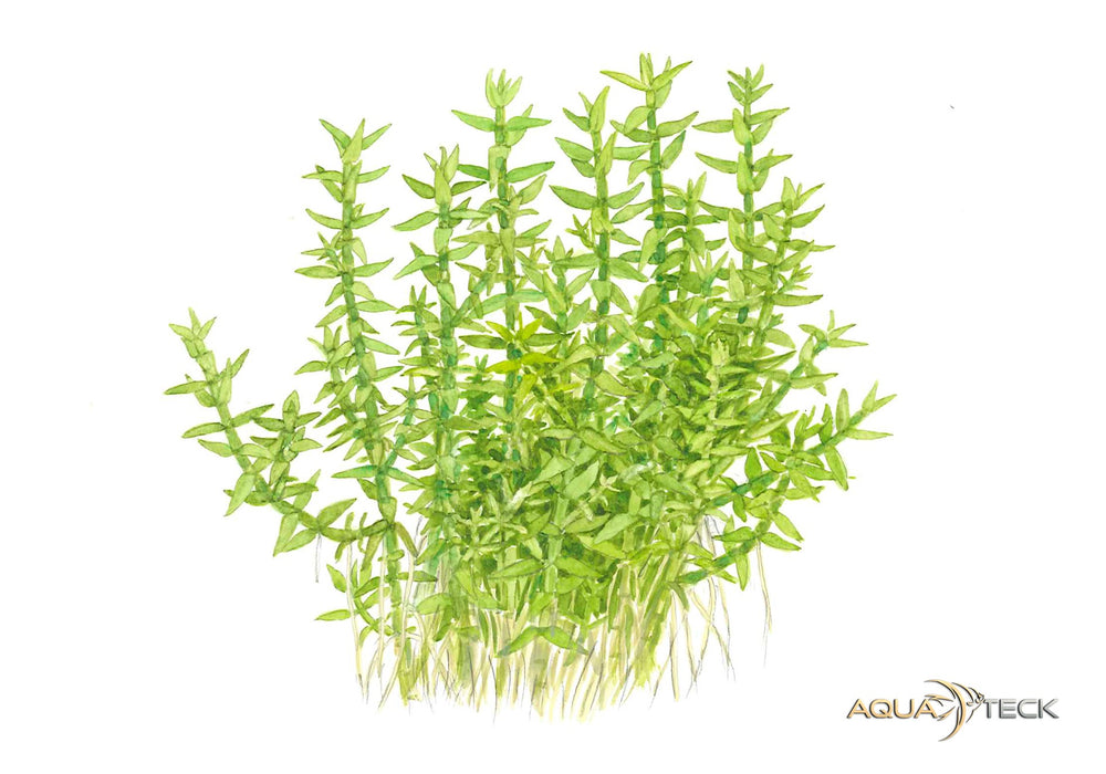 Gratiola viscidula (InVitro)