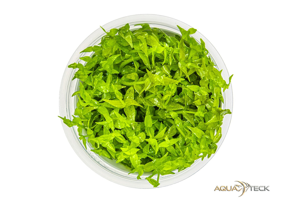 Gratiola viscidula (InVitro)