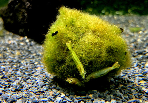 Grüne Zwerg-Garnele - Caridina babaulti Green