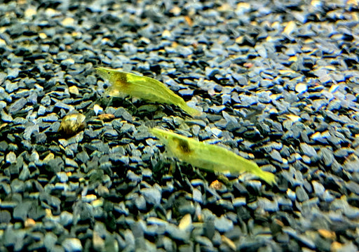 Grüne Zwerg-Garnele - Caridina babaulti Green