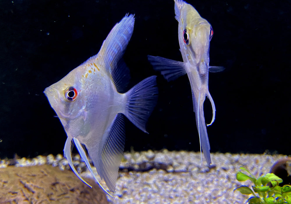 Rarität - Guyana Red Spotted Skalar 'Rio Essequibo' - Pterophyllum scalare