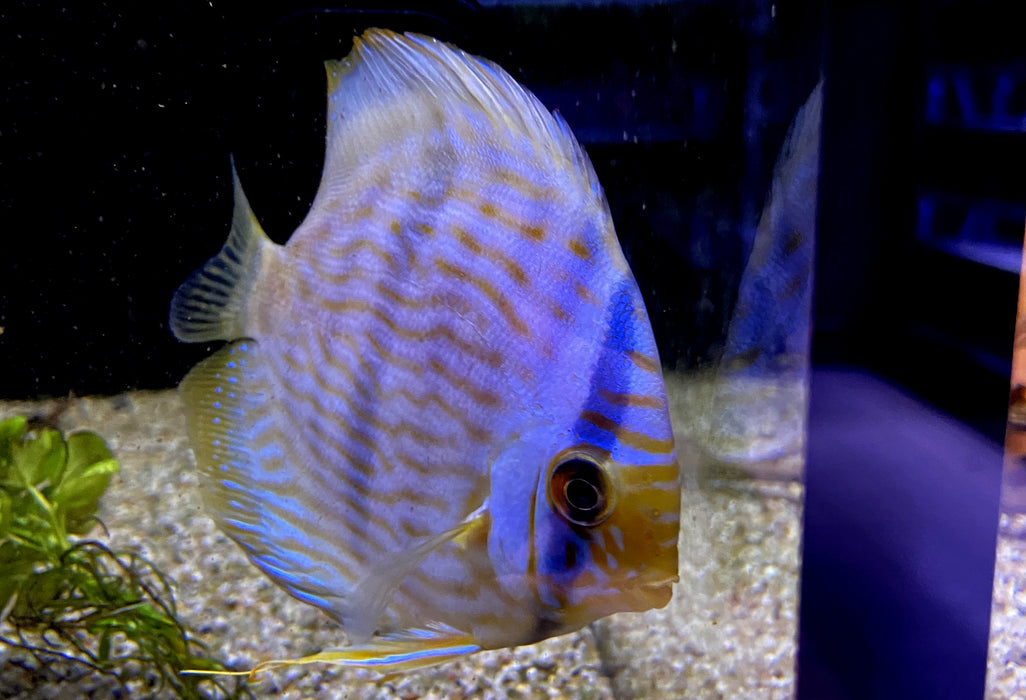 Heckel-Diskus  (WF) Blue Face Rio Negro - Symphysodon discus 'Blue Face' (WF)