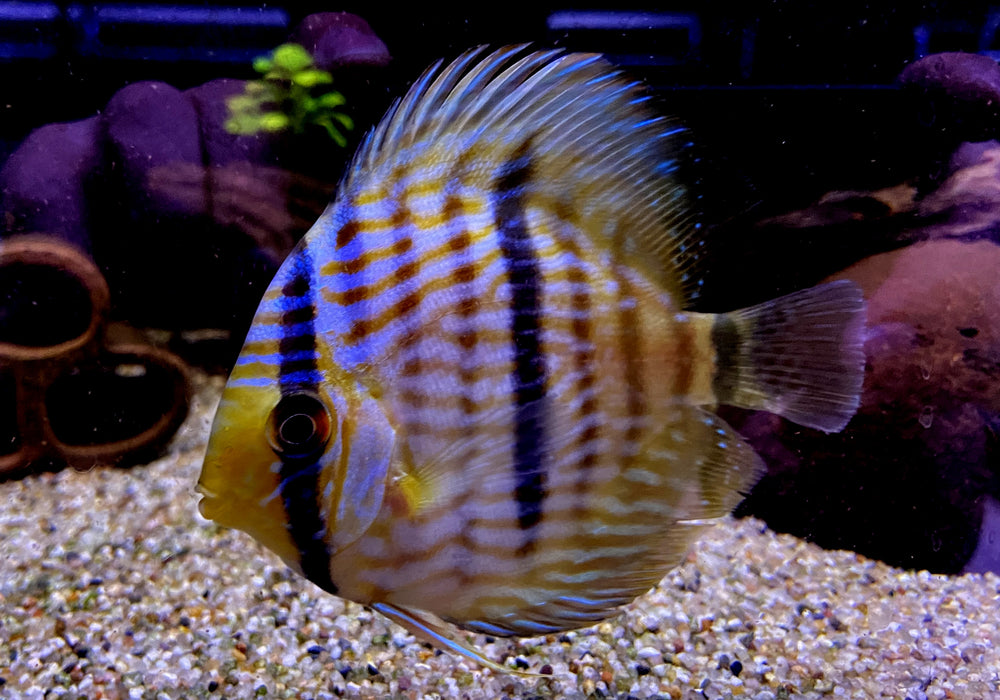 Heckel-Diskus  (WF) Blue Face Rio Negro - Symphysodon discus 'Blue Face' (WF)