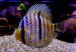 Heckel-Diskus  (WF) Blue Face Rio Negro - Symphysodon discus 'Blue Face' (WF)