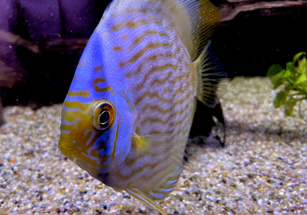 Heckel-Diskus  (WF) Blue Face Rio Negro - Symphysodon discus 'Blue Face' (WF)