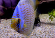 Heckel-Diskus  (WF) Blue Face Rio Negro - Symphysodon discus 'Blue Face' (WF)