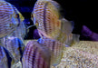 Heckel-Diskus  (WF) Blue Face Rio Negro - Symphysodon discus 'Blue Face' (WF)
