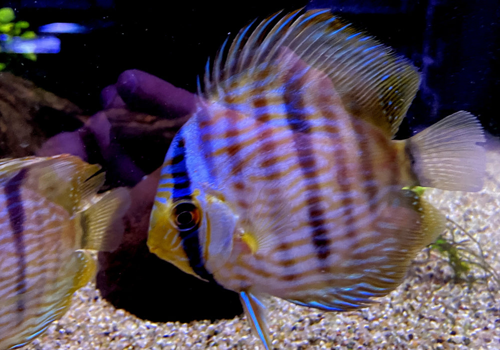 Heckel-Diskus  (WF) Blue Face Rio Negro - Symphysodon discus 'Blue Face' (WF)