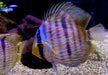 Heckel-Diskus  (WF) Blue Face Rio Negro - Symphysodon discus 'Blue Face' (WF)