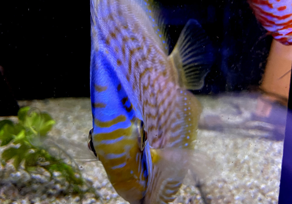 Heckel-Diskus  (WF) Blue Face Rio Negro - Symphysodon discus 'Blue Face' (WF)
