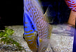Heckel-Diskus  (WF) Blue Face Rio Negro - Symphysodon discus 'Blue Face' (WF)