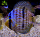 Heckel-Diskus  (WF) Blue Face Rio Negro - Symphysodon discus 'Blue Face' (WF)