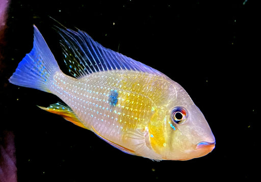 Heckels Buntbarsch (Naturform) - Acarichthys heckelii