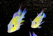 Heckels Buntbarsch (Naturform) L - Acarichthys heckelii