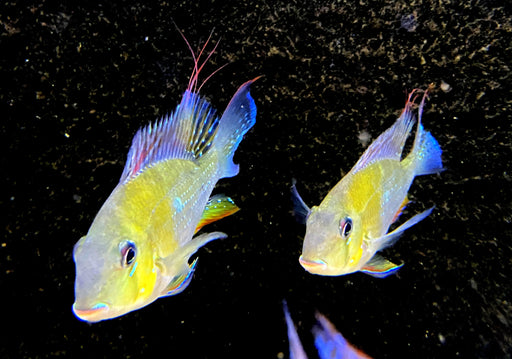 Heckels Buntbarsch (Naturform) L - Acarichthys heckelii