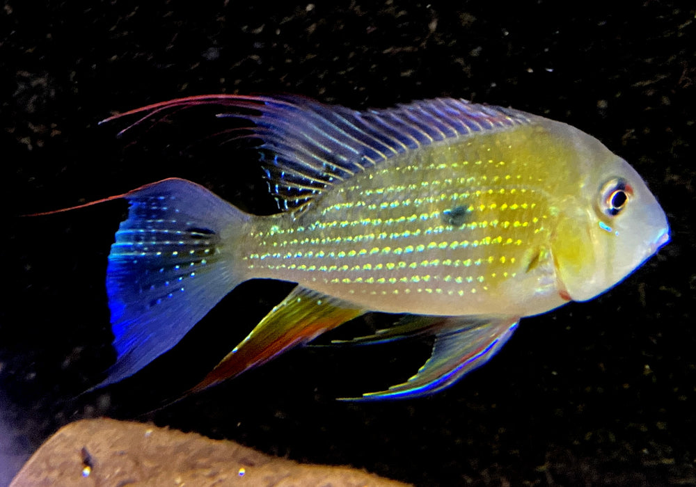 Heckels Buntbarsch (Naturform) L - Acarichthys heckelii