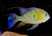 Heckels Buntbarsch (Naturform) L - Acarichthys heckelii
