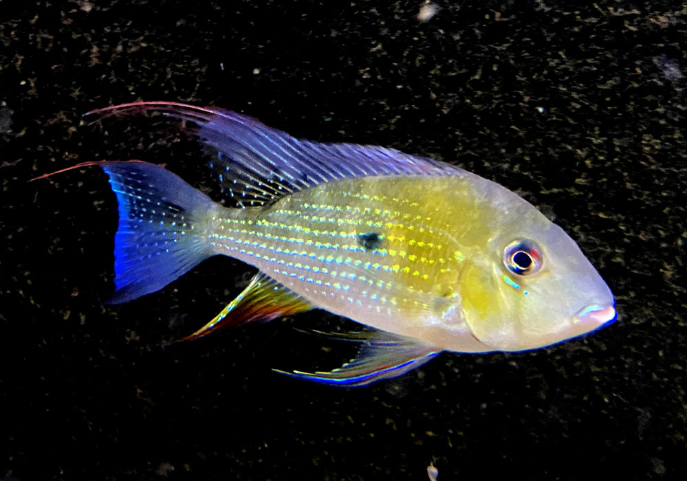 Heckels Buntbarsch (Naturform) L - Acarichthys heckelii