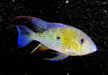 Heckels Buntbarsch (Naturform) L - Acarichthys heckelii