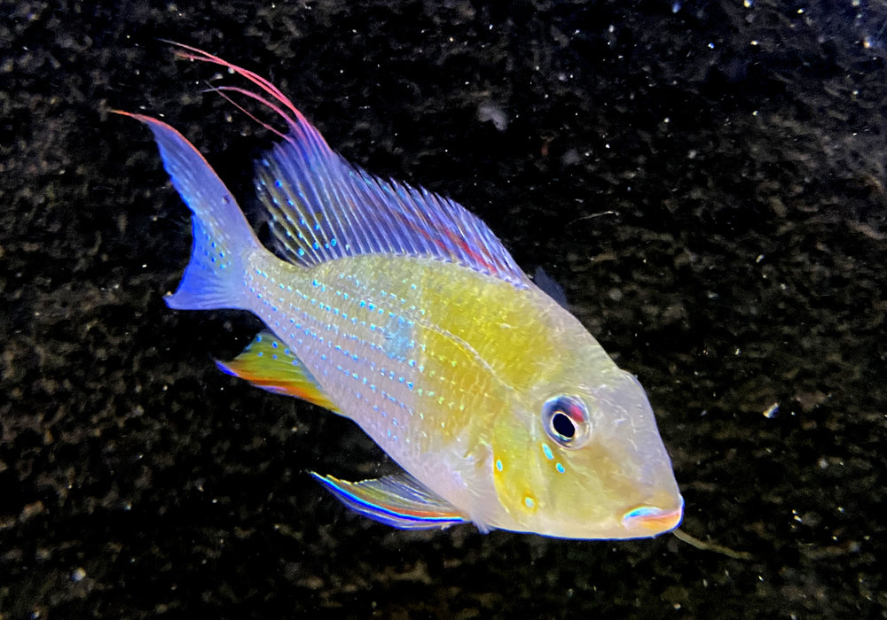Heckels Buntbarsch (Naturform) L - Acarichthys heckelii