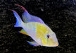 Heckels Buntbarsch (Naturform) L - Acarichthys heckelii