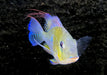 Heckels Buntbarsch (Naturform) L - Acarichthys heckelii