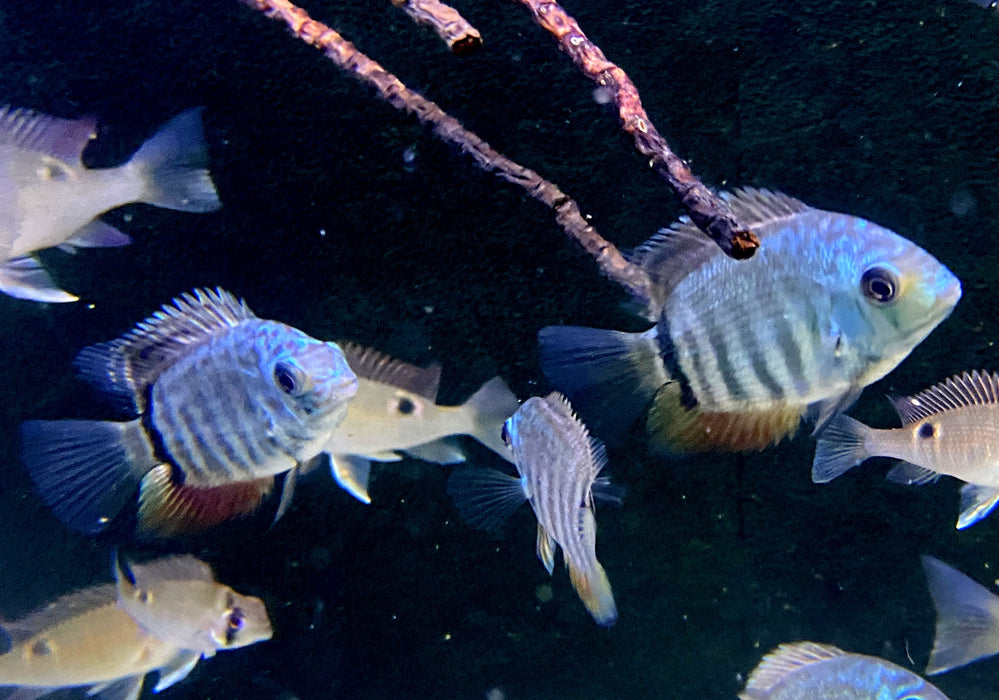 Türkis-Blauer Augenfleckbuntbarsch - Heros spec. Turquoise Lago Jua Tapajos