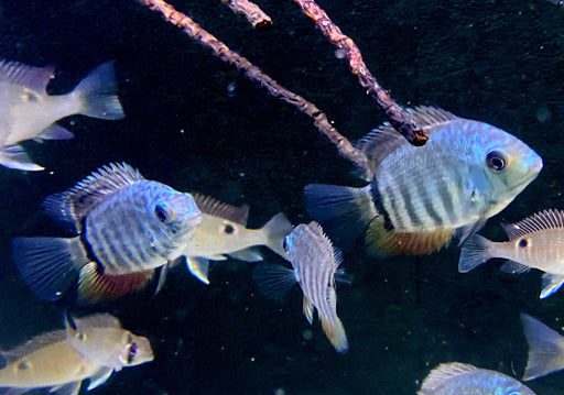 Türkis-Blauer Augenfleckbuntbarsch - Heros spec. Turquoise Lago Jua Tapajos